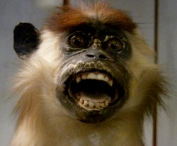 Screaming monkey, Nimes Natural History Museum