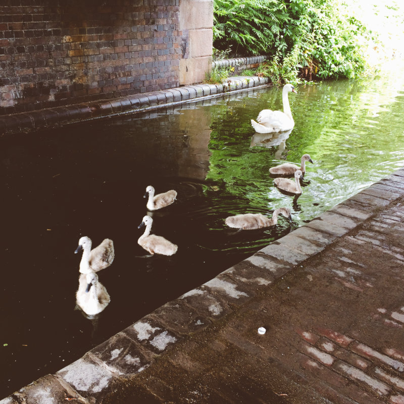 Swans on the canal: one big, several little.