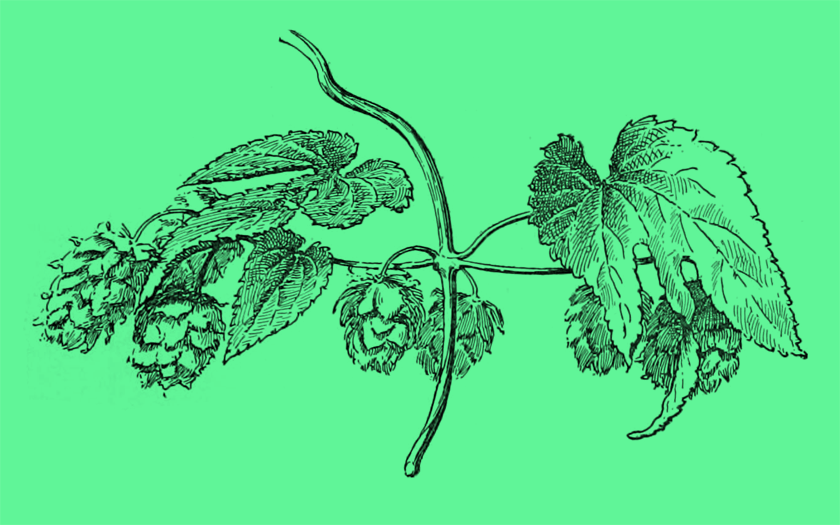 An old illustration of hops against a bright green background.