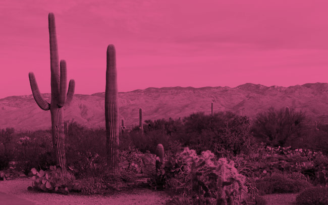Cactus in a desert.