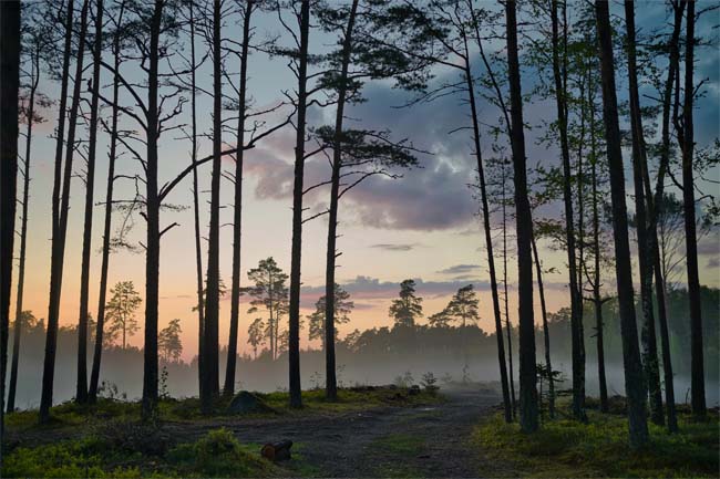 A forest in Estonia.